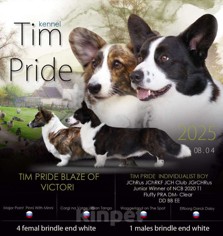 Собаки в Санкт-Петербурге: Вельш-Корги Кардиган, щенок Мальчик, Бесплатно - фото 5