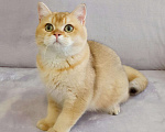 Кошки в Малмыже: Шоколадное золото кот by11, 1 000 руб. - фото 1