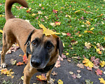 Собаки в Москве: Домашний воспитанный пес Райли в добрые руки ищет дом Мальчик, 100 руб. - фото 2