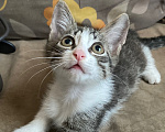 Кошки в Нижнем Новгороде: Котенок в добрые руки Мальчик, Бесплатно - фото 2