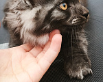 Кошки в других городах Краснодарского края: Мейн-кун Мальчик, 25 000 руб. - фото 4