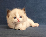 Кошки в Санкт-Петербурге: Мальчик рэгдолл Мальчик, 80 000 руб. - фото 4
