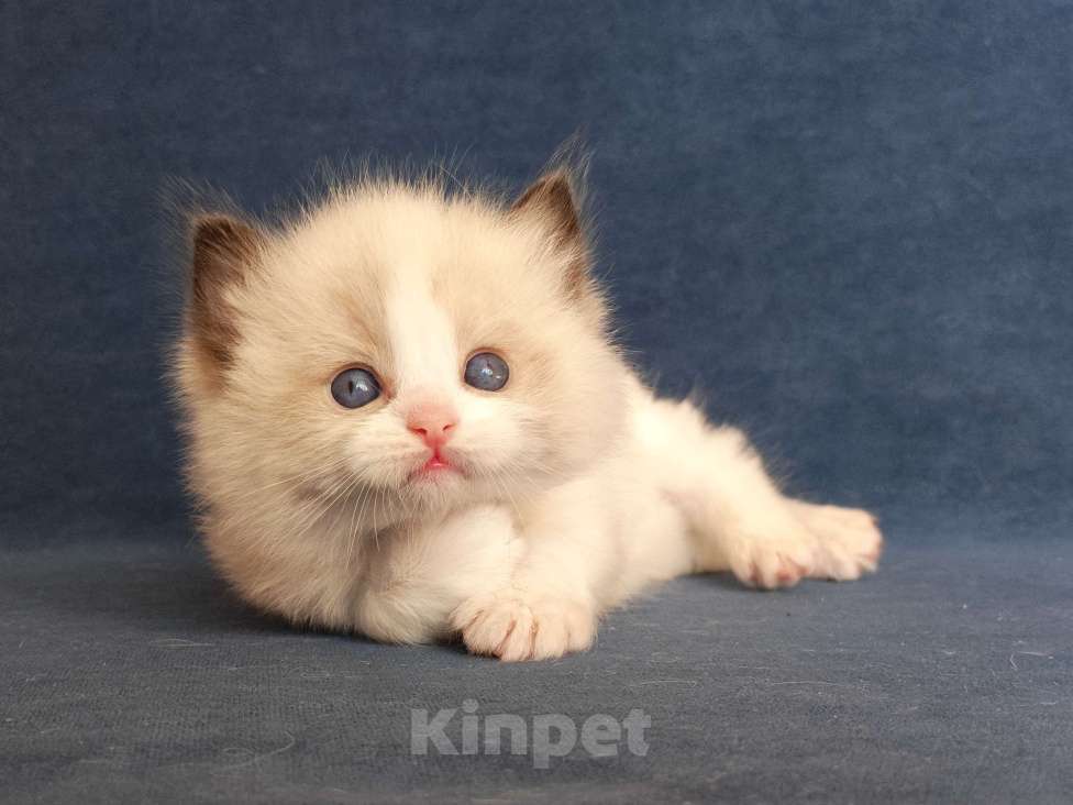 Кошки в Санкт-Петербурге: Мальчик рэгдолл Мальчик, 80 000 руб. - фото 4