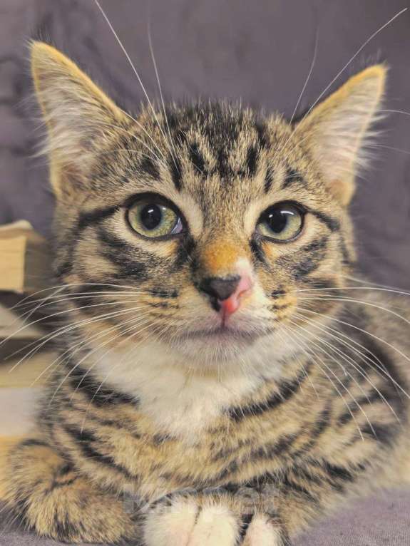 Кошки в Екатеринбурге: Котенок в добрые руки  Мальчик, Бесплатно - фото 2