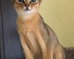 Кошки в Верее: Абиссинские котята  Девочка, 15 000 руб. - фото 3