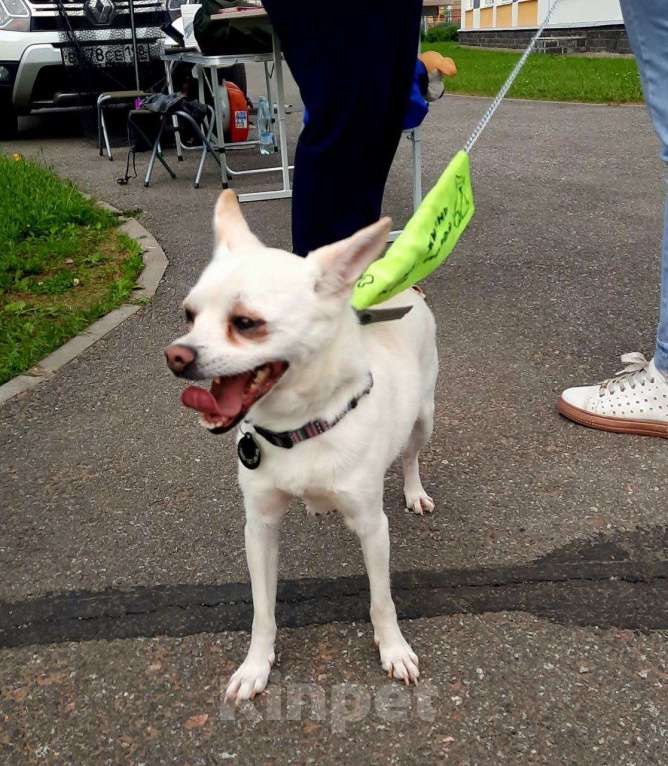 Собаки в Санкт-Петербурге: Маленький джентльмен весом 6 кг Мальчик, Бесплатно - фото 7