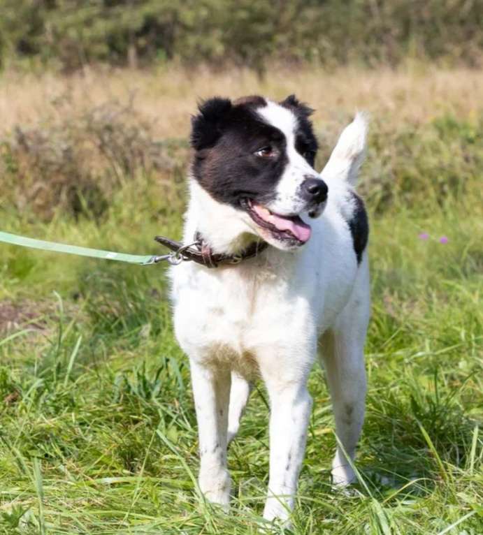 Собаки в Истре: Среднеазиатская овчарка Нигина в поисках дома  Девочка, Бесплатно - фото 5