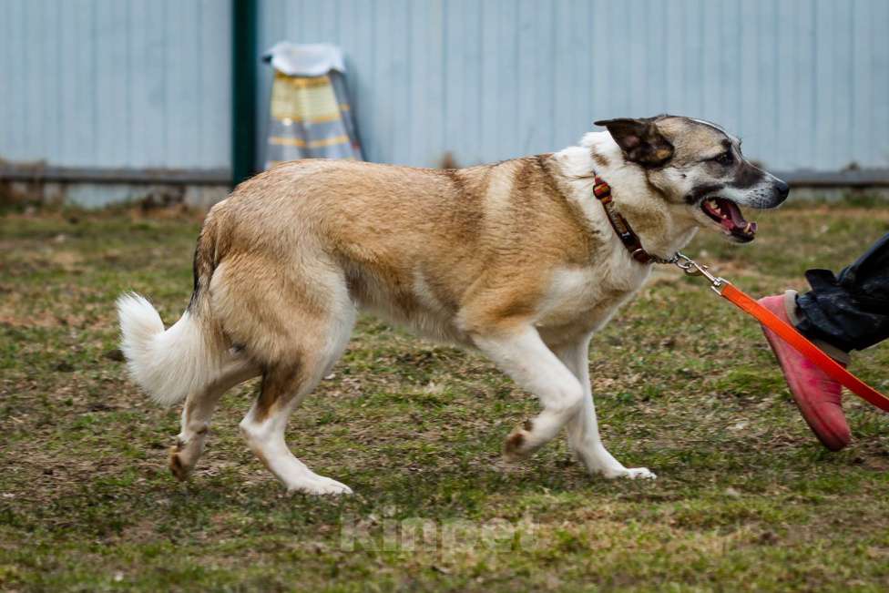 Собаки в Москве: Дейзи Девочка, Бесплатно - фото 16