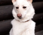 Собаки в Лосином-Петровском: Бэлла якутенок Девочка, Бесплатно - фото 10