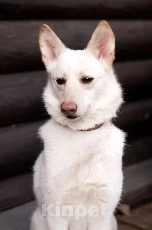 Собаки в Лосином-Петровском: Бэлла якутенок Девочка, Бесплатно - фото 10