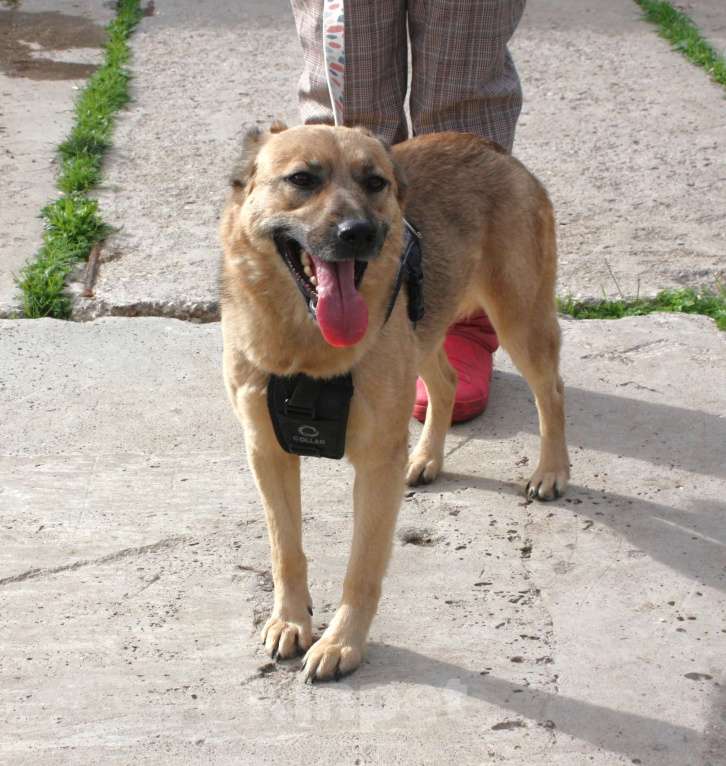 Собаки в Москве: ШАНС на дом и семью для ласкуши Ладушки Девочка, Бесплатно - фото 6