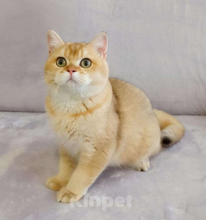 Кошки в Малмыже: Шоколадное золото кот by11, 1 000 руб. - фото 1