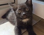Кошки в Москве: Котенок Маслинка ищет дом Девочка, Бесплатно - фото 3