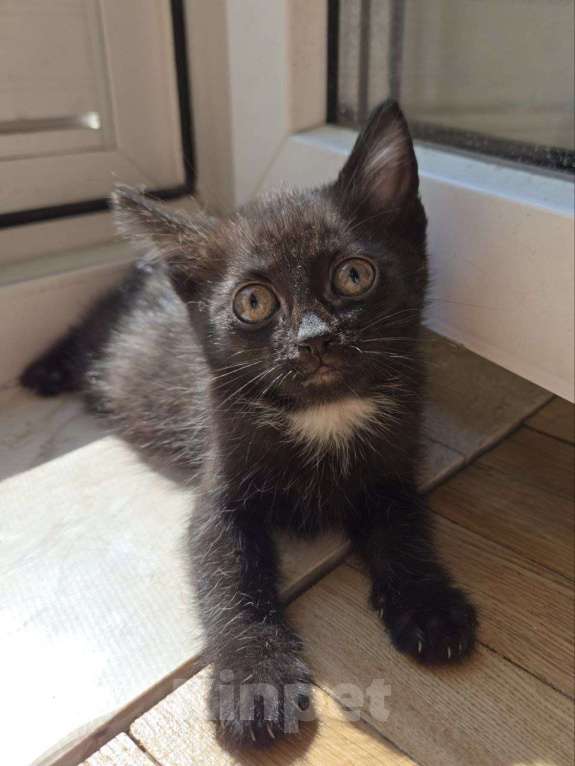 Кошки в Москве: Котенок Маслинка ищет дом Девочка, Бесплатно - фото 3
