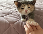 Кошки в других городах Московской области: Котик в добрые руки Девочка, Бесплатно - фото 3