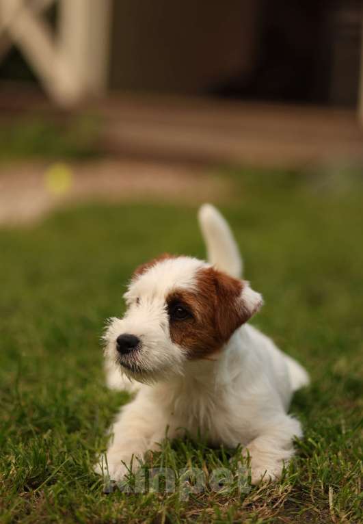 Собаки в Москве: Девочка джек рассел терьер Девочка, 30 000 руб. - фото 7