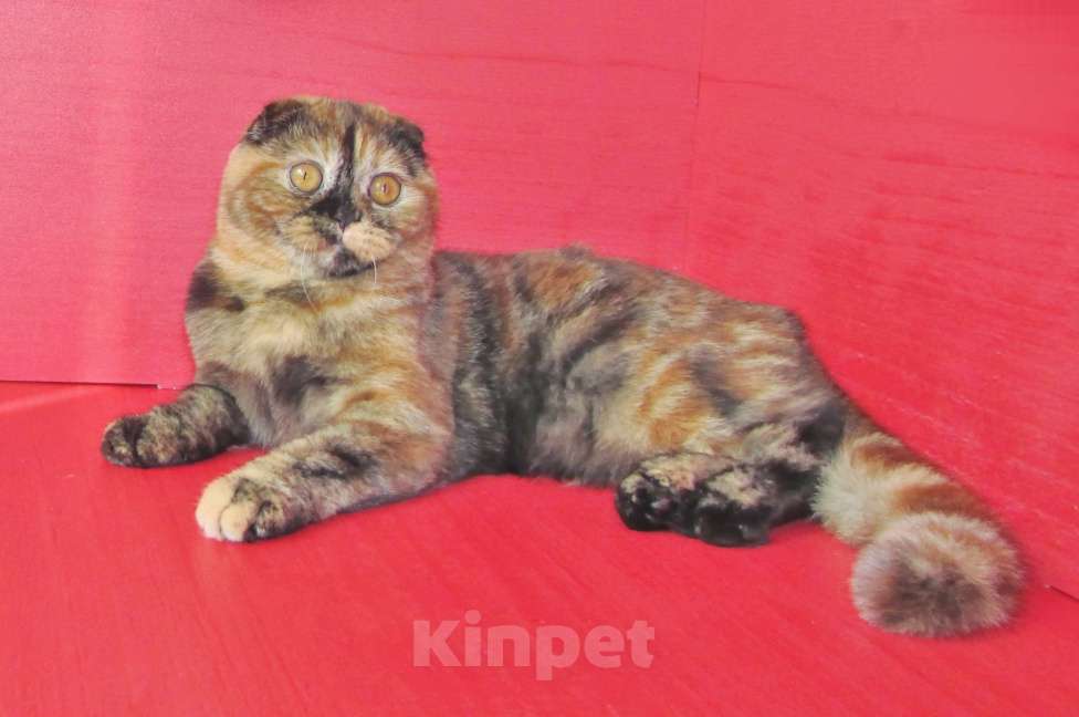 Кошки в Санкт-Петербурге: шотландская кошечка в разведение или в любимцы Девочка, Бесплатно - фото 2