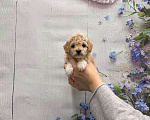 Собаки в Москве: Мальтипу мальчик Мальчик, 45 000 руб. - фото 1