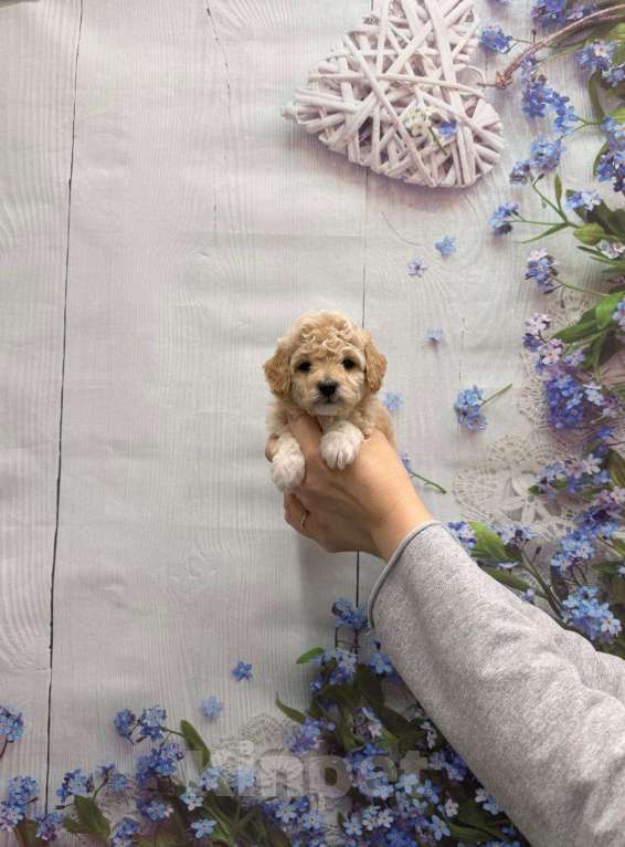 Собаки в Москве: Мальтипу мальчик Мальчик, 45 000 руб. - фото 1