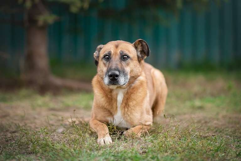 Собаки в Москве: Бонус Мальчик, Бесплатно - фото 6