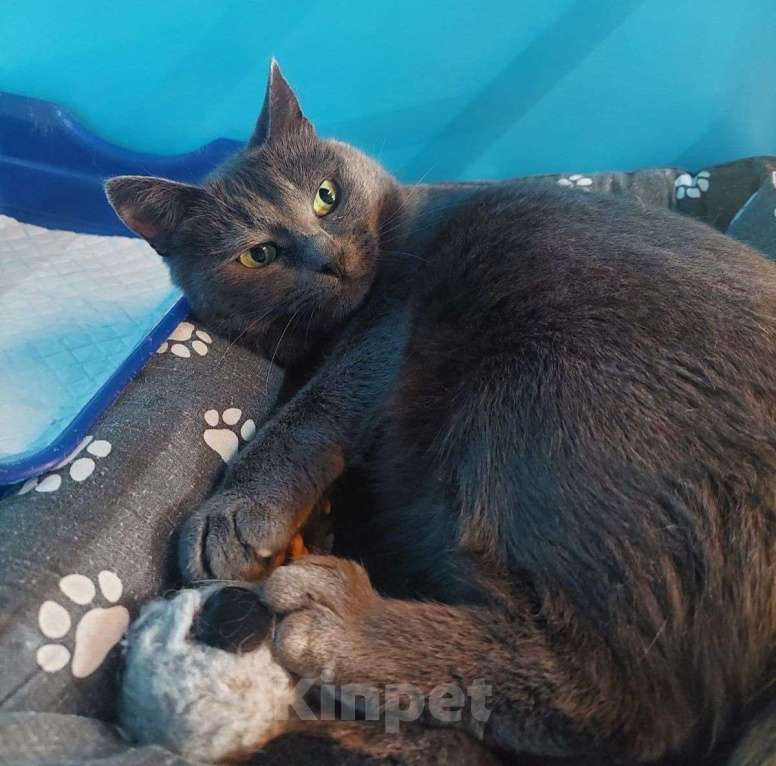 Кошки в Москве: Больше полугода Крышка живет в четырех стенах бокса.. Девочка, Бесплатно - фото 4