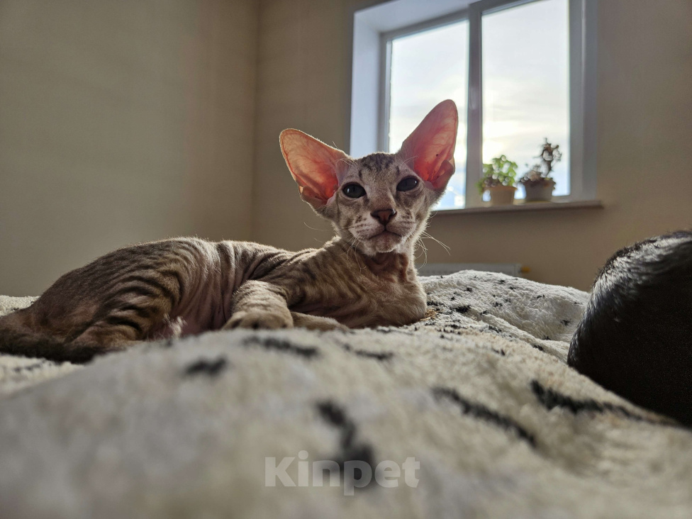 Кошки в Перми: Котенок Петерболд Мальчик, 50 000 руб. - фото 2