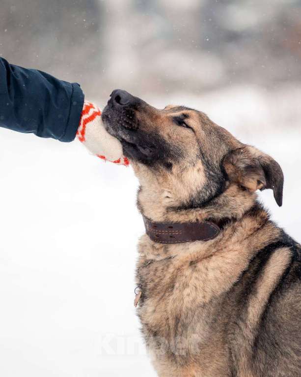 Собаки в других городах Московской области: Чивас ждет чуда Мальчик, Бесплатно - фото 4