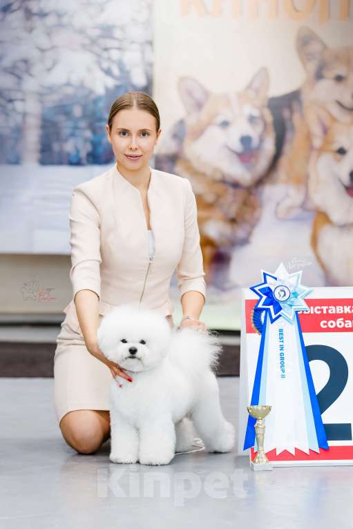 Собаки в Новосибирске: Бишон фризе вязка Мальчик, Бесплатно - фото 8