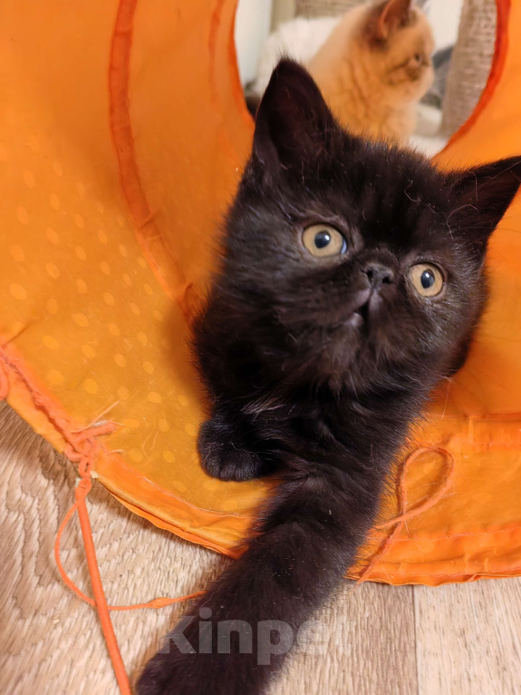 Кошки в Нижнем Новгороде: Котята породы Экзотическая короткошёрстная Мальчик, 12 000 руб. - фото 5