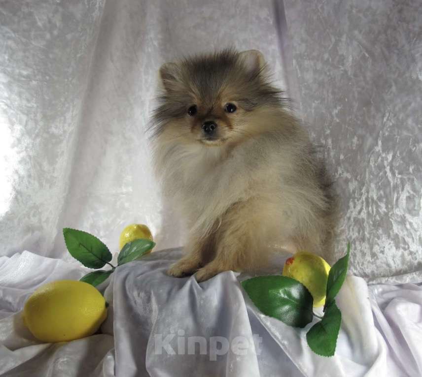 Собаки в Москве: Померанский шпиц Мальчик, Бесплатно - фото 2