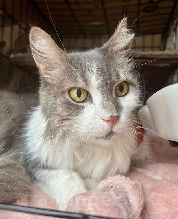 Кошки в Москве: Графиня - пушистая кошечка в добрые руки Девочка, Бесплатно - фото 7