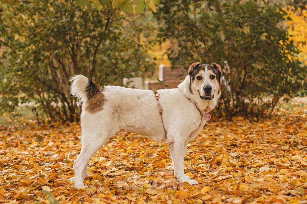 Собаки в Москве: Лана ищет дом Девочка, Бесплатно - фото 2