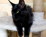 Кошки в Москве: Мейн кун девочка Девочка, 30 000 руб. - фото 5
