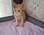 Кошки в Москве: Котенок Абрикос и Персик  2,5 месяца - лучик Крымского солнышка  Мальчик, Бесплатно - фото 6