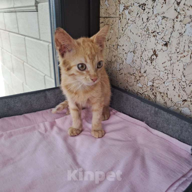 Кошки в Москве: Котенок Абрикос и Персик  2,5 месяца - лучик Крымского солнышка  Мальчик, Бесплатно - фото 6
