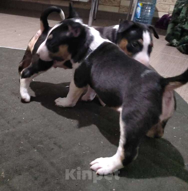 Собаки в Краснодаре: Минибультерьеры Мальчик, 50 000 руб. - фото 3