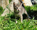 Кошки в Зеленодольске: Девочка 2 Девочка, Бесплатно - фото 2