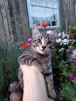 Объявление: Котенок, 1 руб., Томск