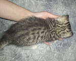 Кошки в Саратове: Котёнок Мальчик, Бесплатно - фото 3