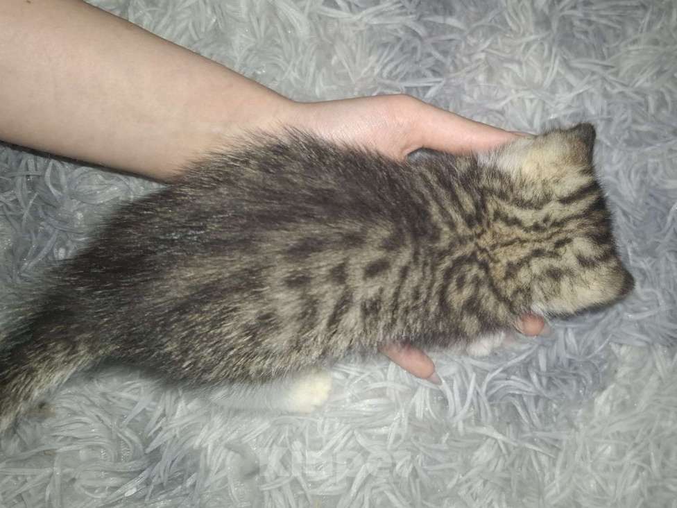 Кошки в Саратове: Котёнок Мальчик, Бесплатно - фото 3