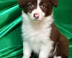 Собаки в Санкт-Петербурге: Бордер колли девочка Девочка, 120 000 руб. - фото 1