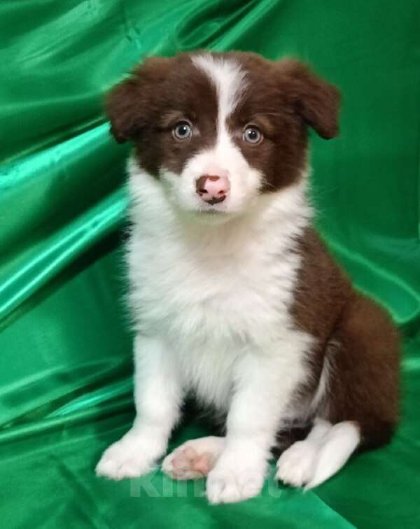 Собаки в Санкт-Петербурге: Бордер колли девочка Девочка, 120 000 руб. - фото 1