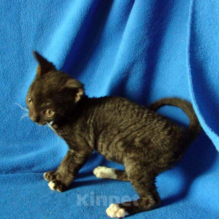 Кошки в Москве: кудрявые котята уральский рекс Девочка, Бесплатно - фото 3