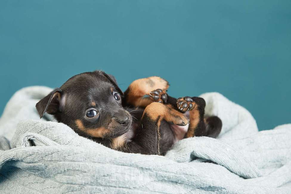 Собаки в Вологде: Предлагаются к продаже Мальчик, Бесплатно - фото 6