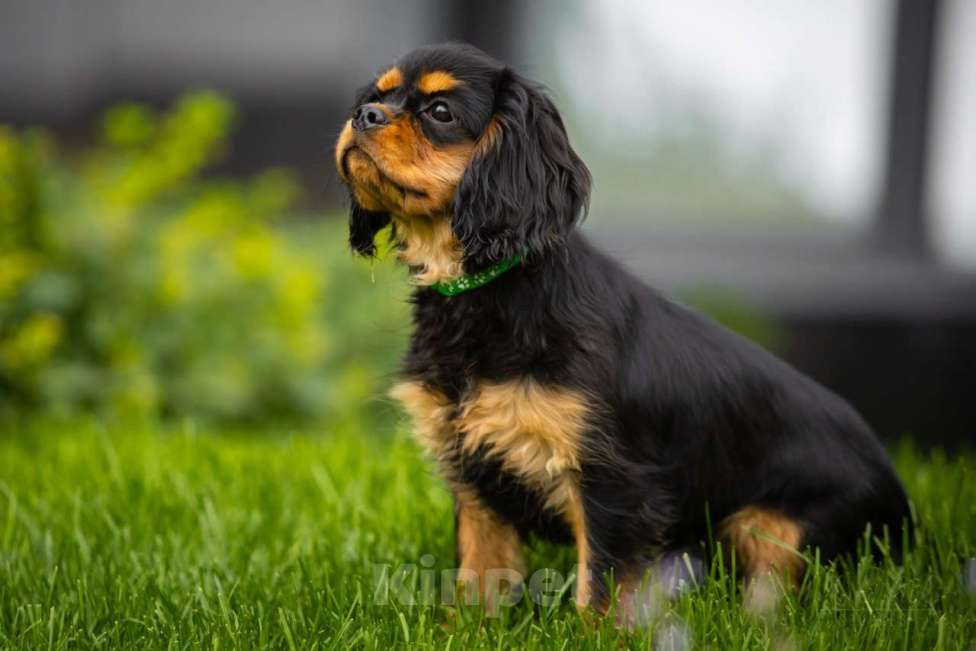 Собаки в Новосибирске: Щенок Кавалер кинг чарльз спаниель(Эвита) Девочка, 90 000 руб. - фото 2