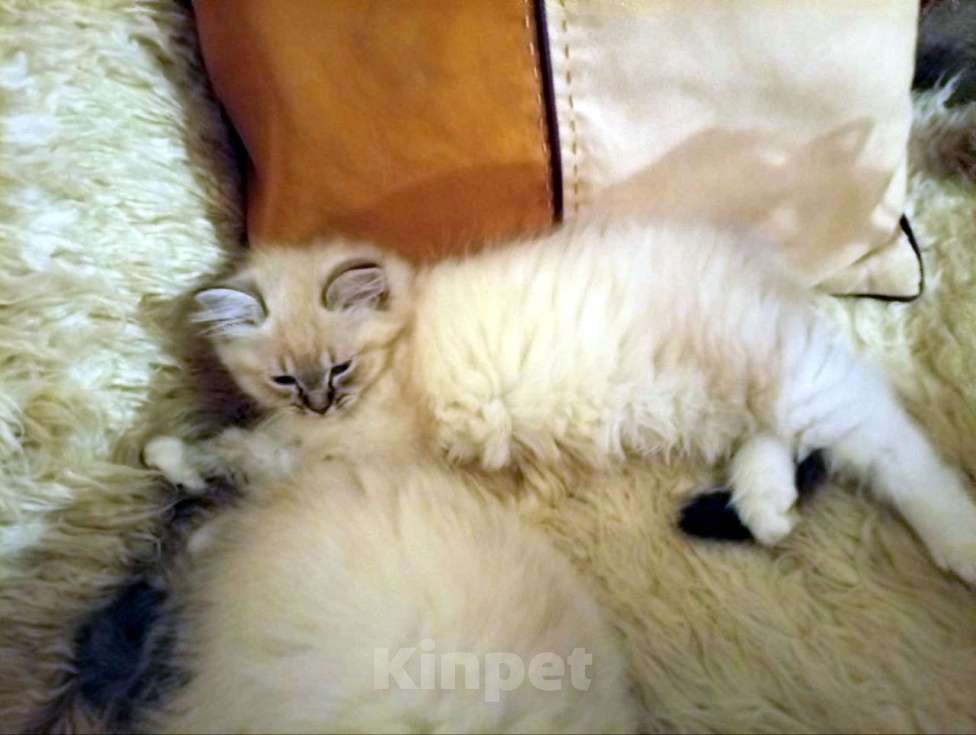 Кошки в Химках: Котята к Новому Году Мальчик, 15 000 руб. - фото 6