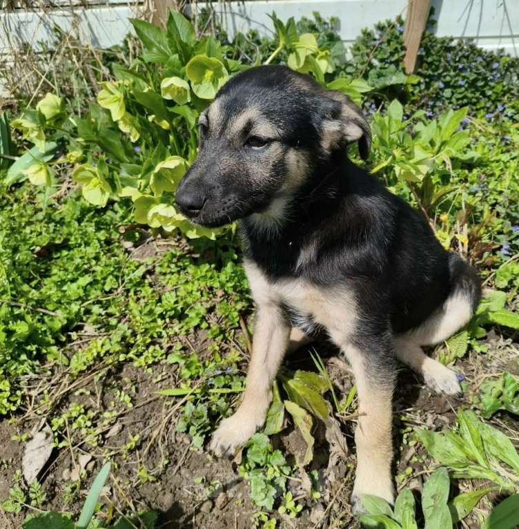 Собаки в Санкт-Петербурге: Маленькая крошка с большой любовью к игрушкам Девочка, Бесплатно - фото 4