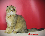 Кошки в Санкт-Петербурге: шотландская кошечка фолд Девочка, 40 000 руб. - фото 1