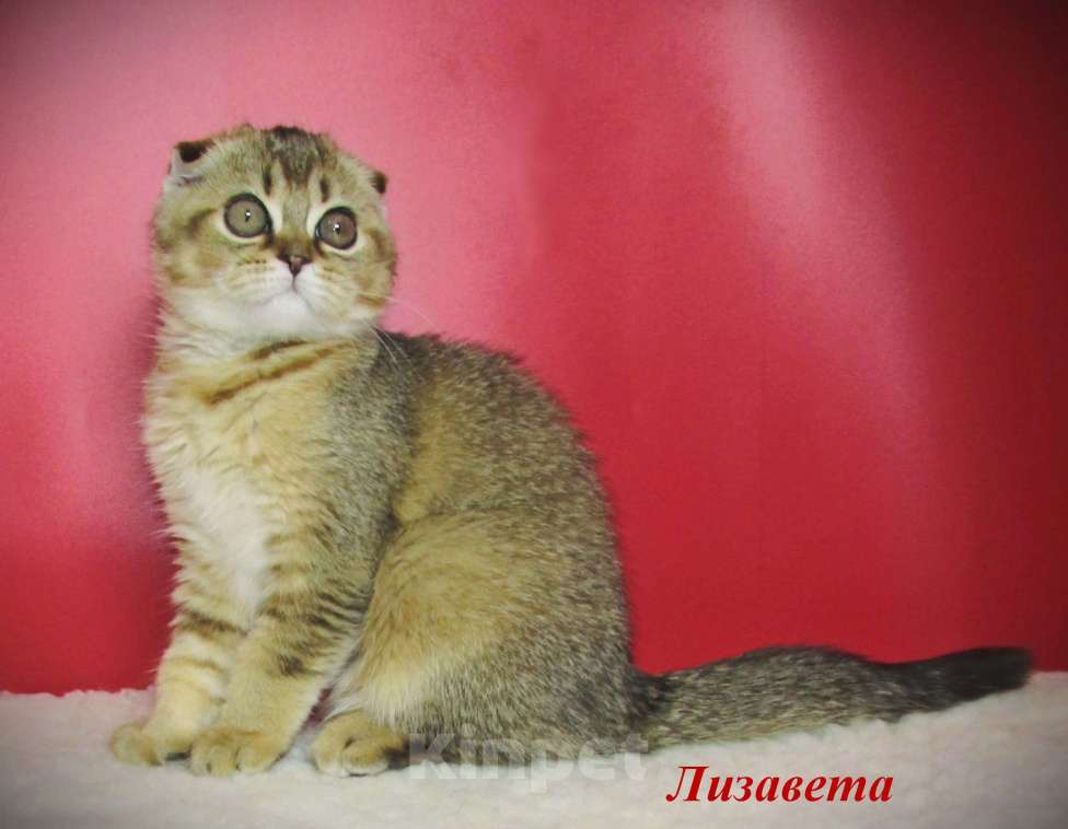Кошки в Санкт-Петербурге: шотландская кошечка фолд Девочка, 40 000 руб. - фото 1