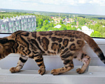 Кошки в Москве: Бенгальский котенок  Мальчик, 25 000 руб. - фото 4
